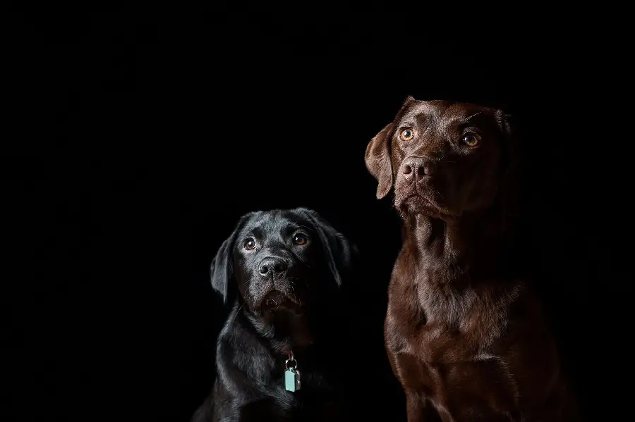 Download a collection of incredibly beautiful images of black dogs