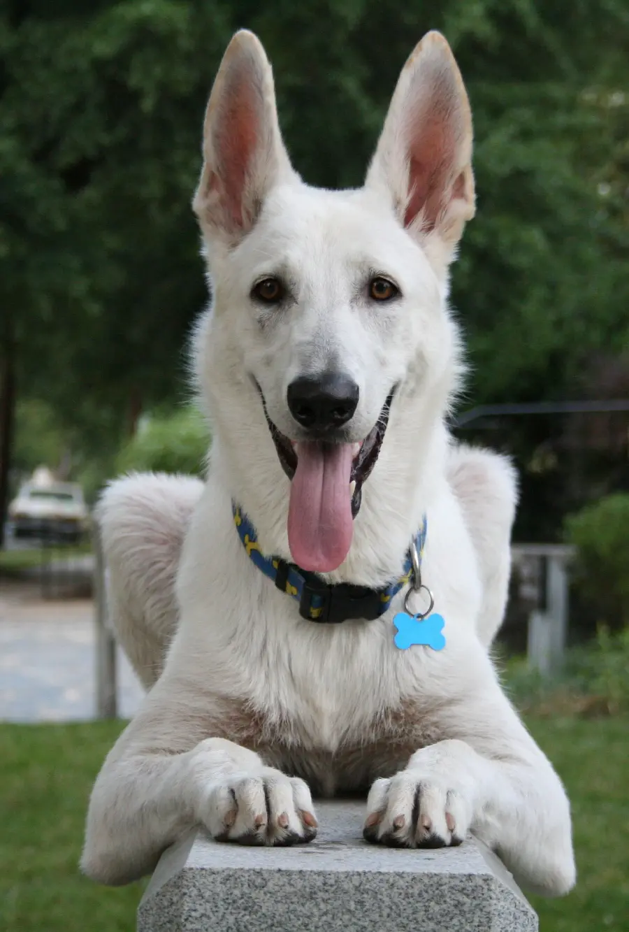 Free Download White German Shepherd Backgrounds