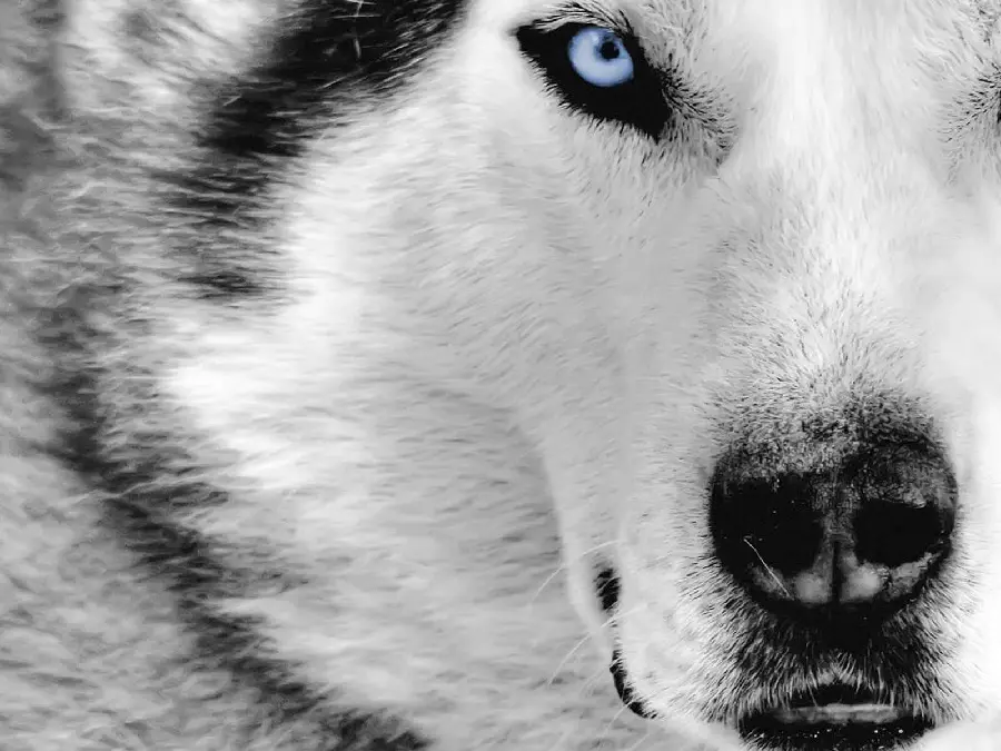 Beautiful Blue-Eyed Husky Dog Profile Image for Desktop