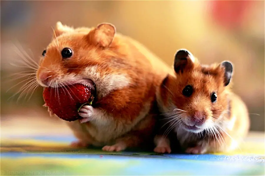 Photo of a hamster and its child suitable for tablet wallpaper