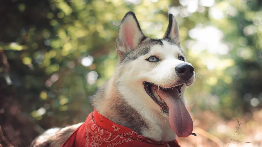 Download completely free Husky background image in red dress