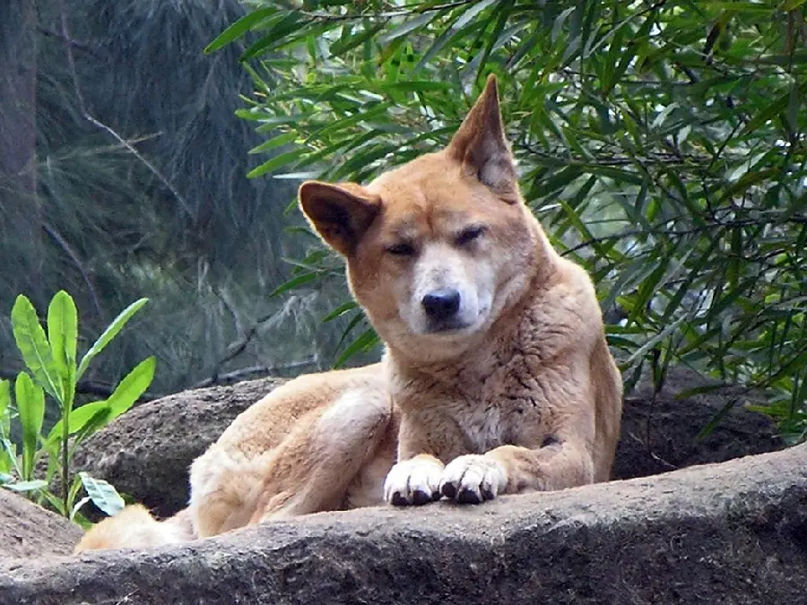 Profile image of Dingo or Australian Wild Dog for Social Media 