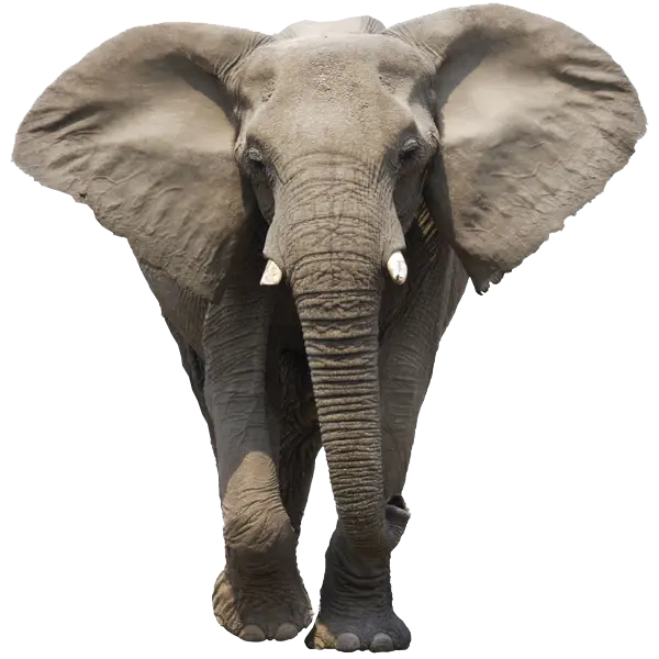Cartoon Elephant