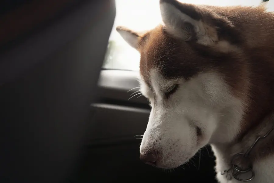 Amazing Profile Picture Husky for virtual accounts