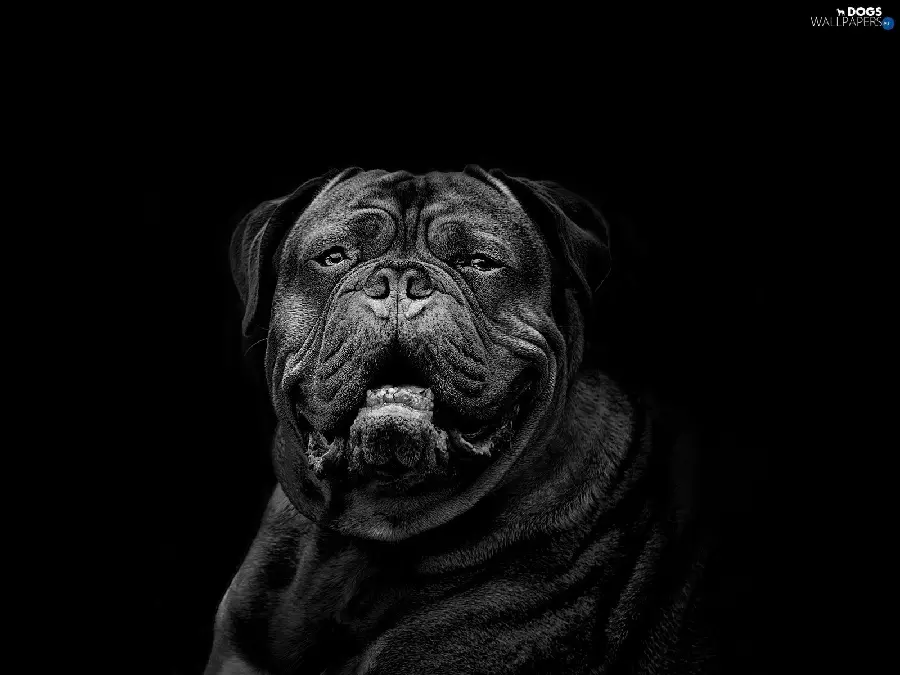 Black French Mastiff dog wallpaper without text