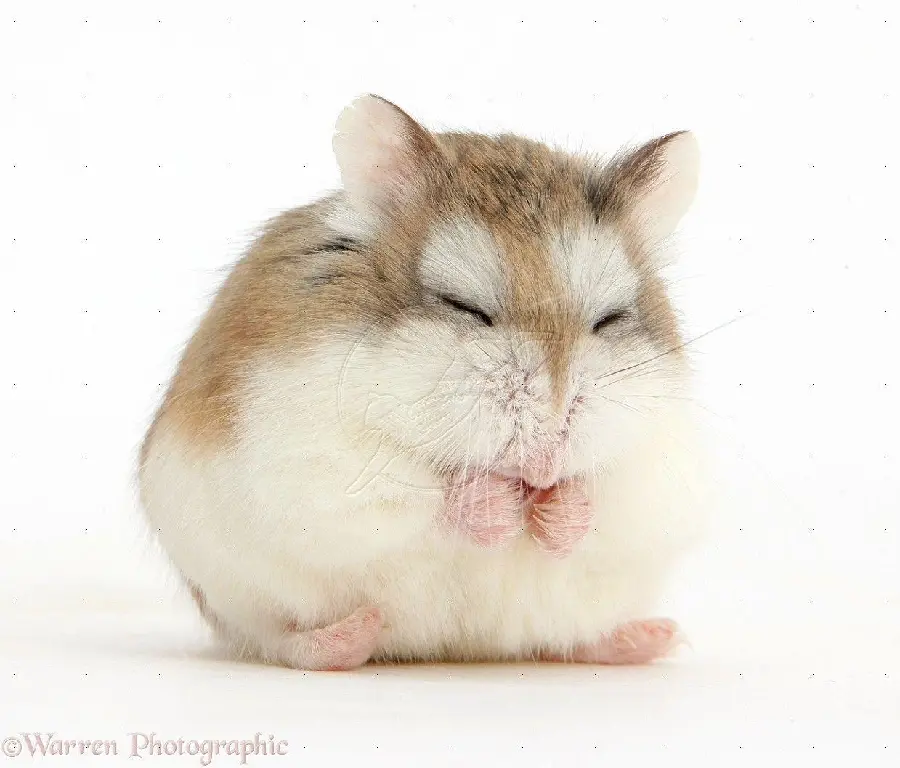 Photo of a nervous hamster