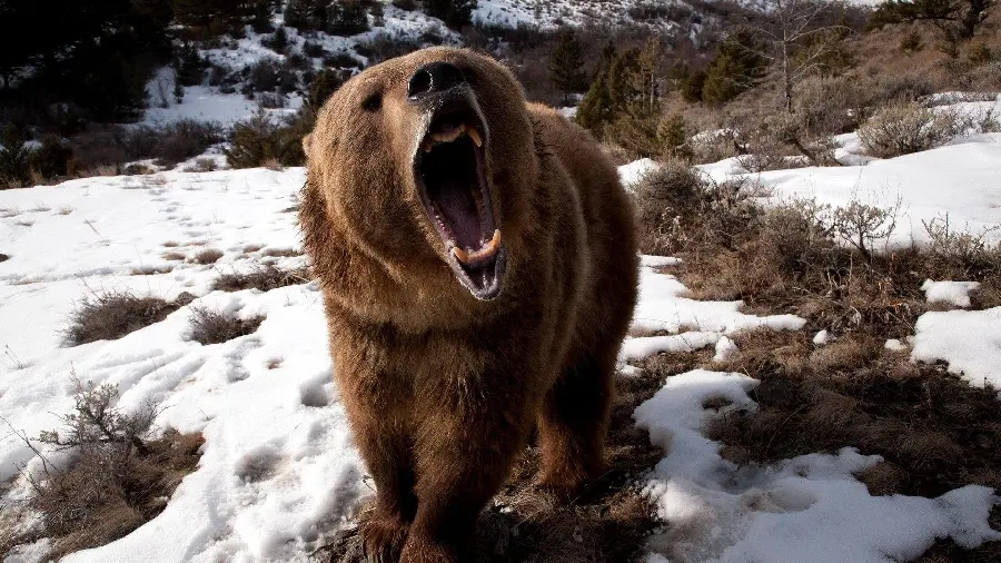 Photo taken of angry bear among semi-snowy fields HD