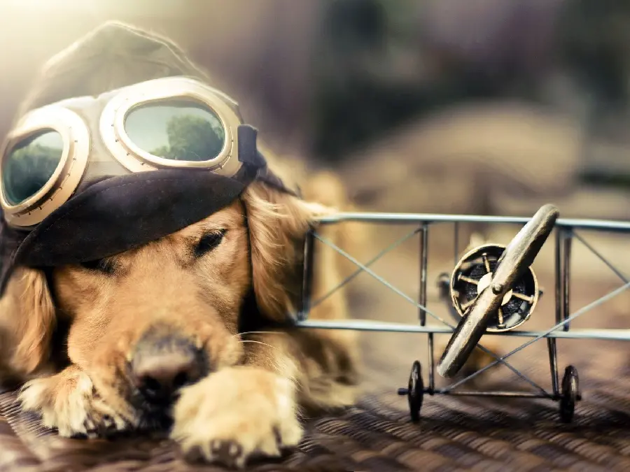 The Most High Quality Cool and Funny Dog Wallpapers