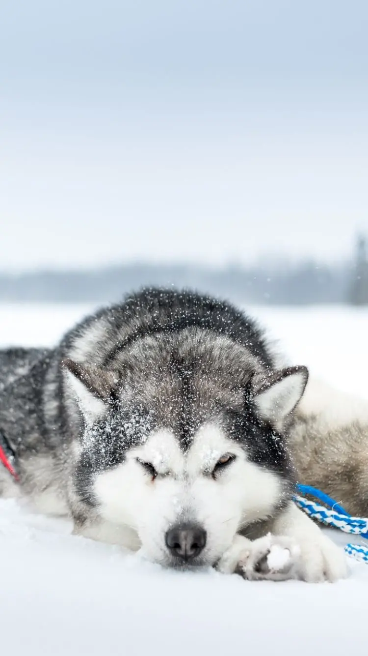 A Husky Sledding in the Snow Image for iPhone