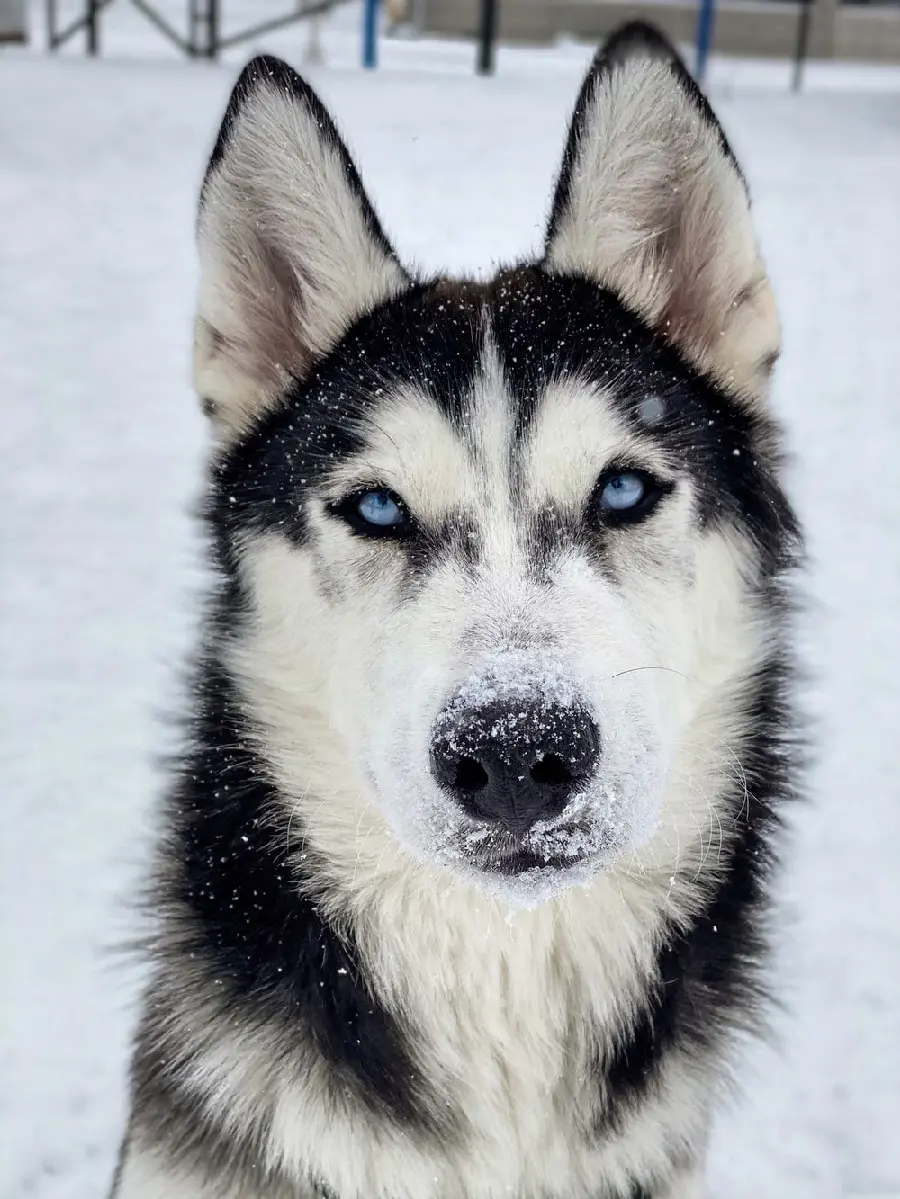 Best quality wallpaper for iPhone with Husky design