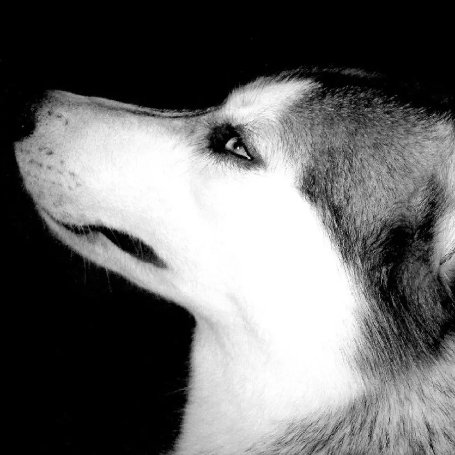 Black and White Husky Profile Picture for Animal Lovers