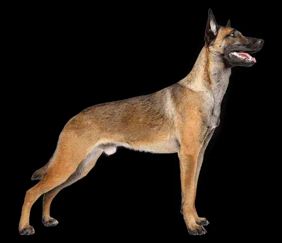 Real Belgian Shepherd Dog Teleported Wallpaper PNG