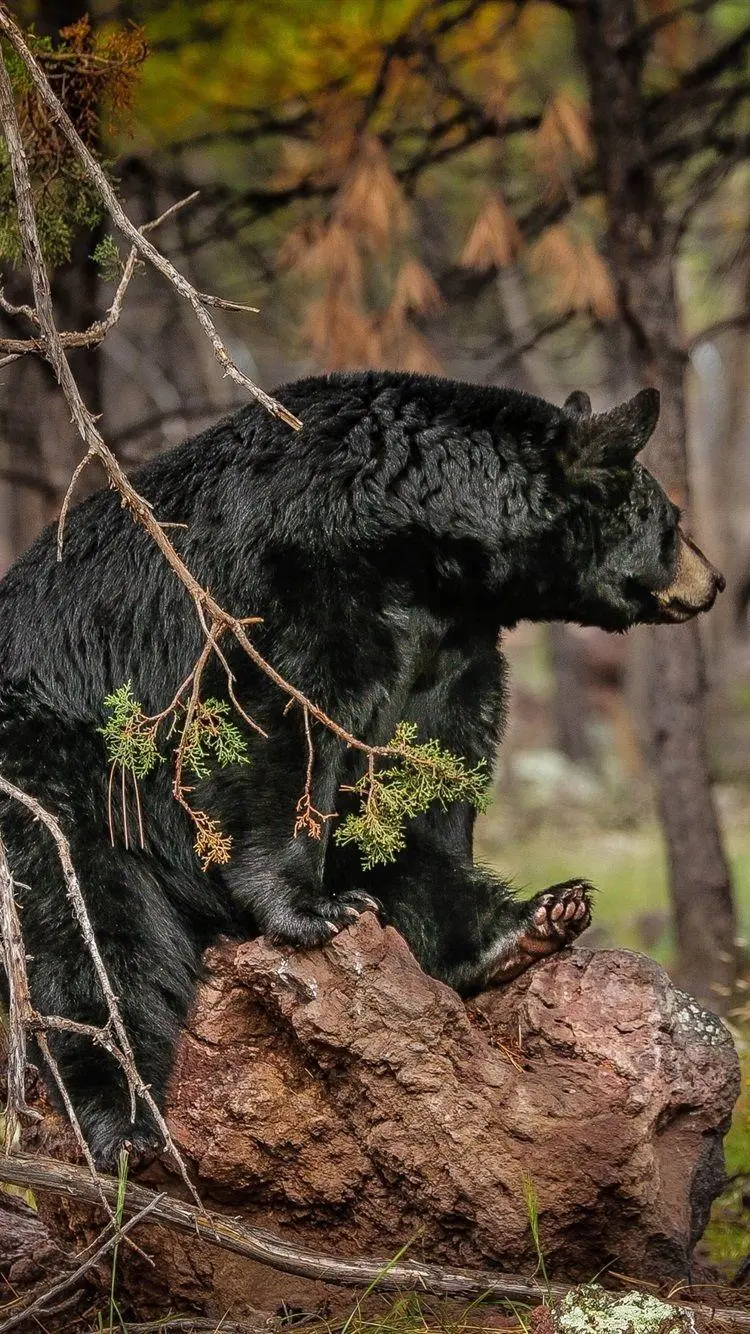 Black Bear Wallpaper HD Resolution for Phone Background