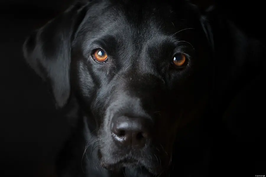 Stunning and stylish black dog profile photo for highlight story