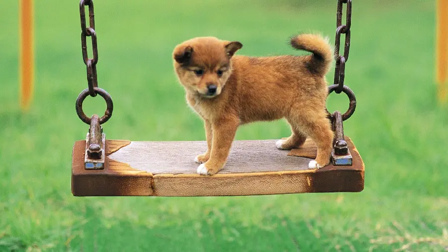 Download beautiful picture of a puppy on a wooden swing