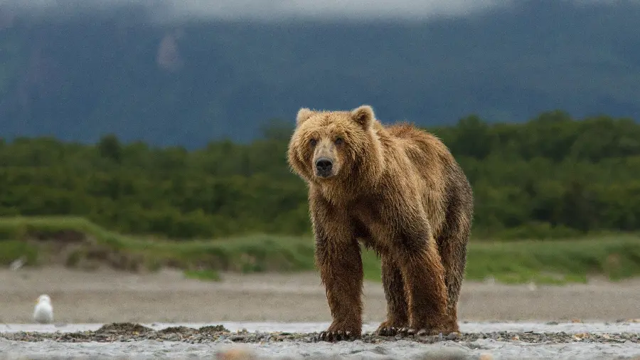 Real Grizzly Bear Laptop Background