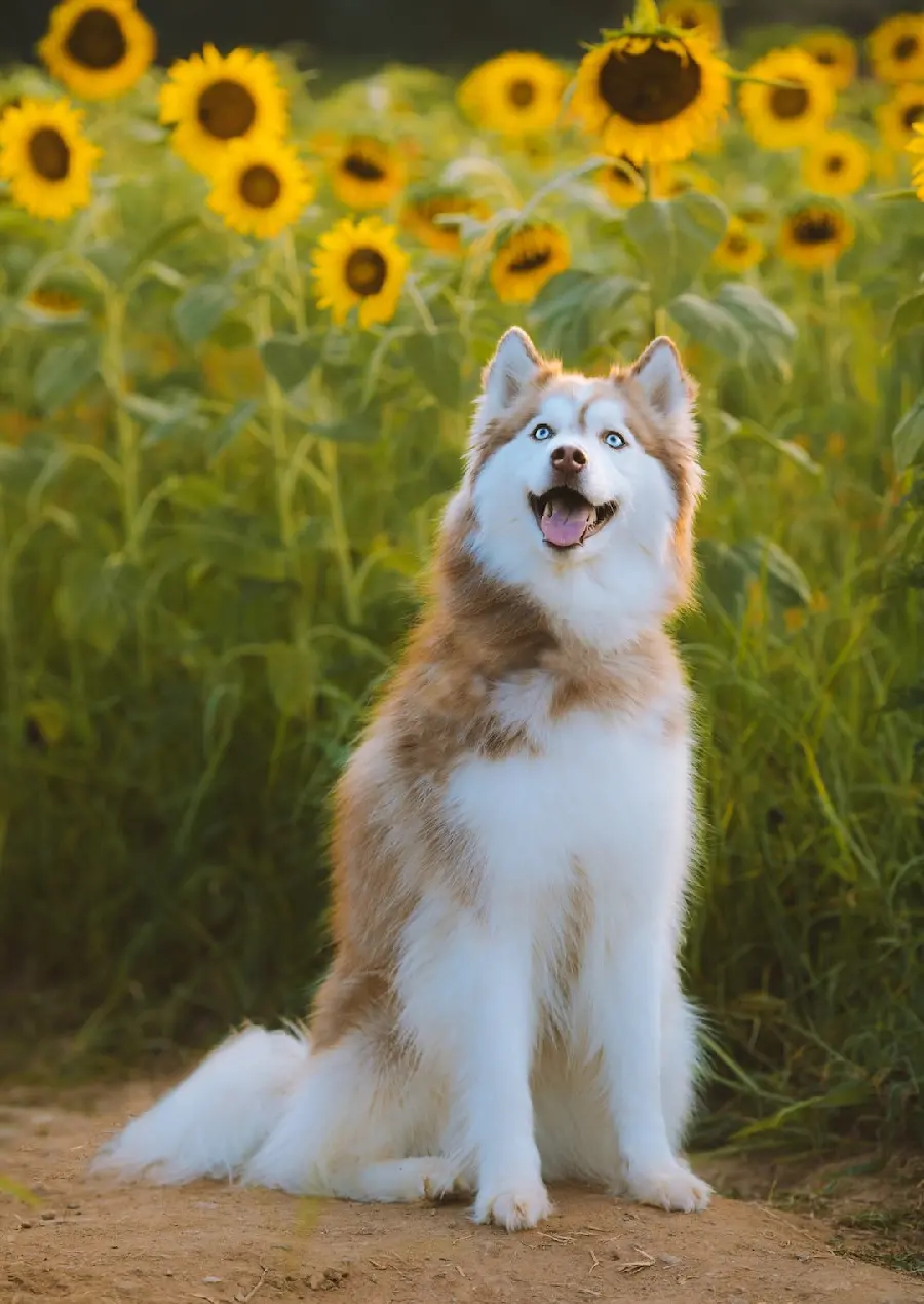 Very Beautiful Husky Background with Beautiful Sunflowers
