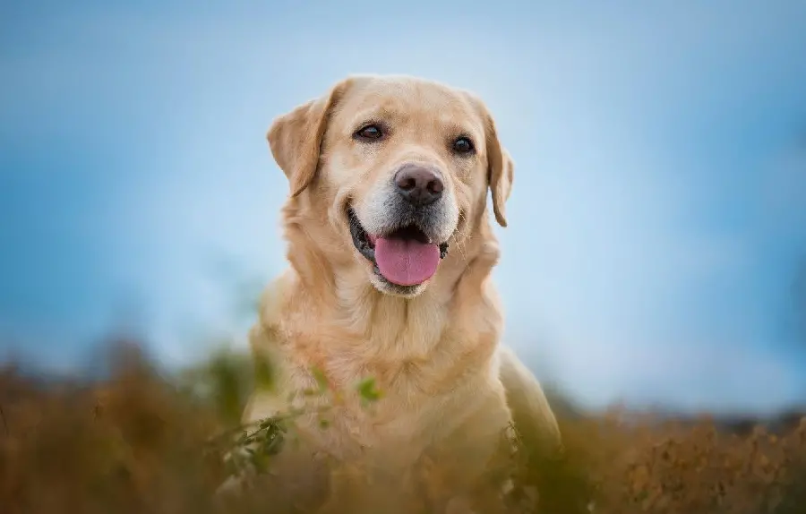Download high quality image of attractive LabradorRetriever for profile 