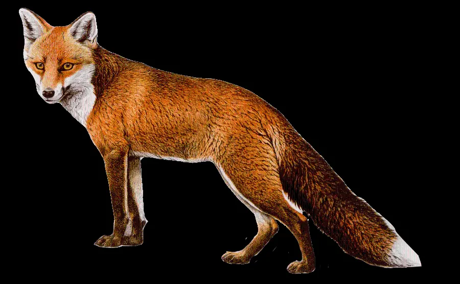 Quality profile photo of a real fox PNG