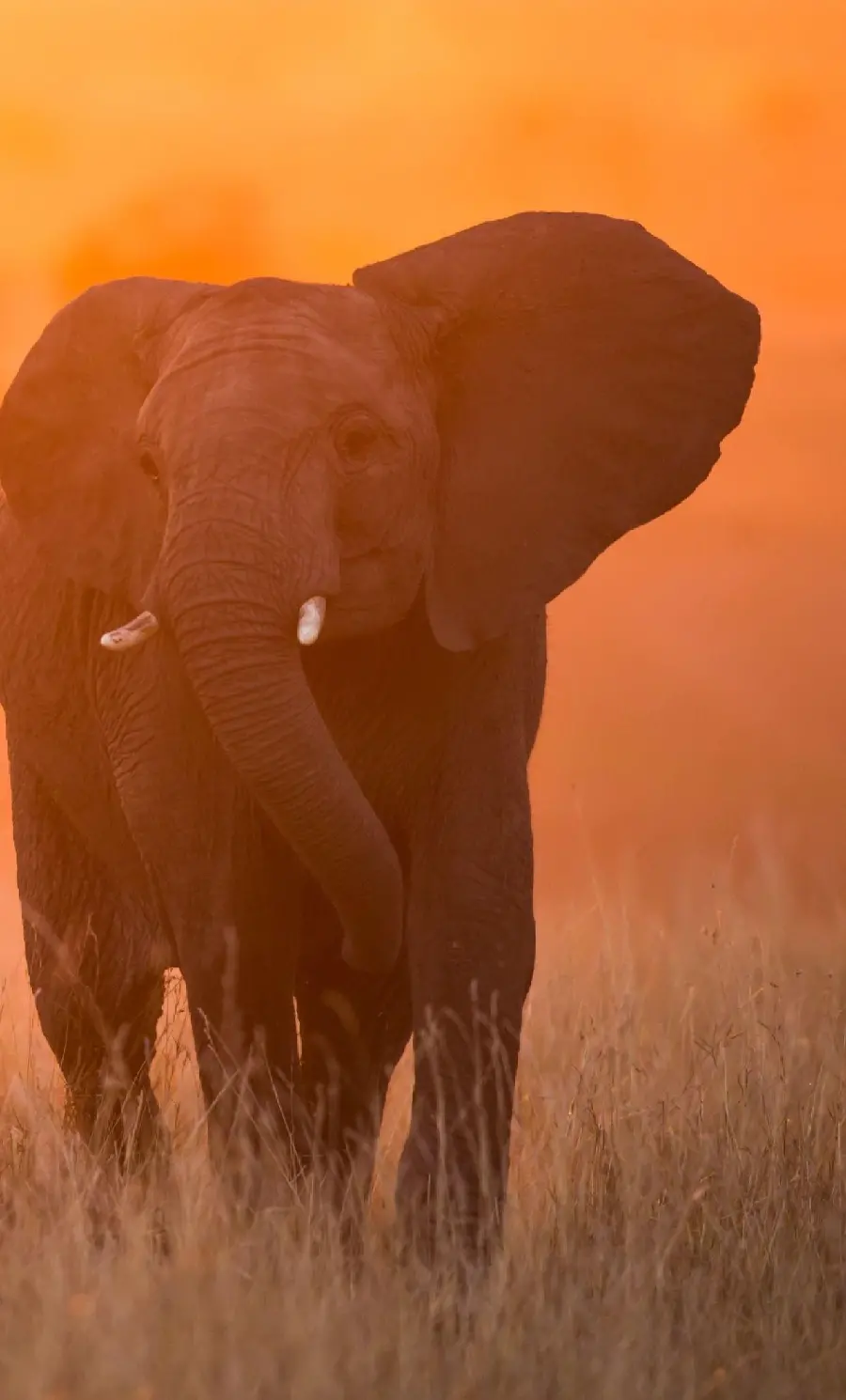 Download a photo of an elephant covered in dust at sunrise and in the air Orange