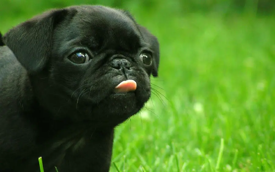A very beautiful and sweet photo of a black pug puppy 