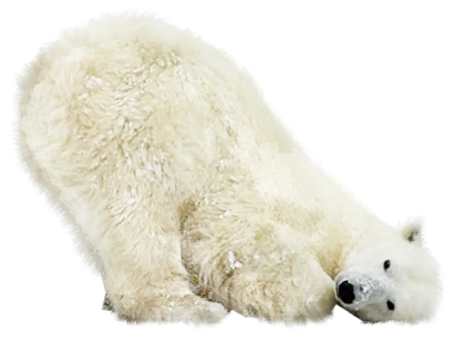 The most interesting background photo of a polar bear PNG