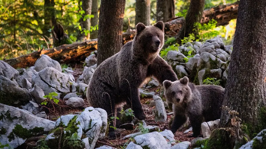 Amazing background photo of a mother and a bear cub Brown