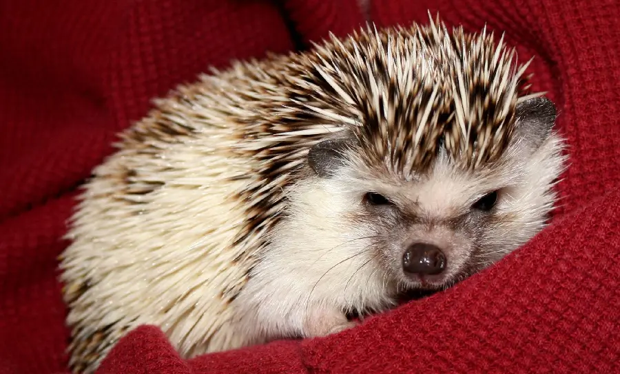 Sleepy baby hedgehog wallpaper for computer background