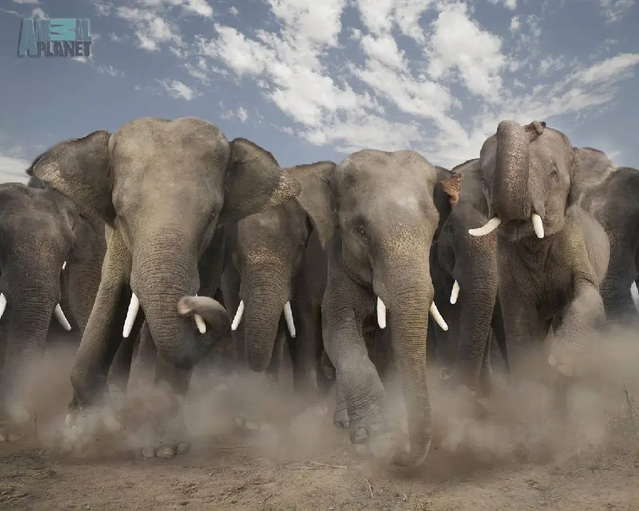 Mobile wallpaper of amazing African elephants