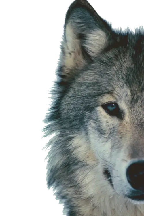 Amazing and Beautiful Real Wolf Profile Image PNG