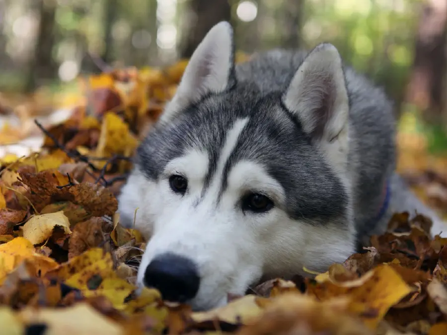 Download Attractive and Spectacular Husky Background from Johra Reference Photo