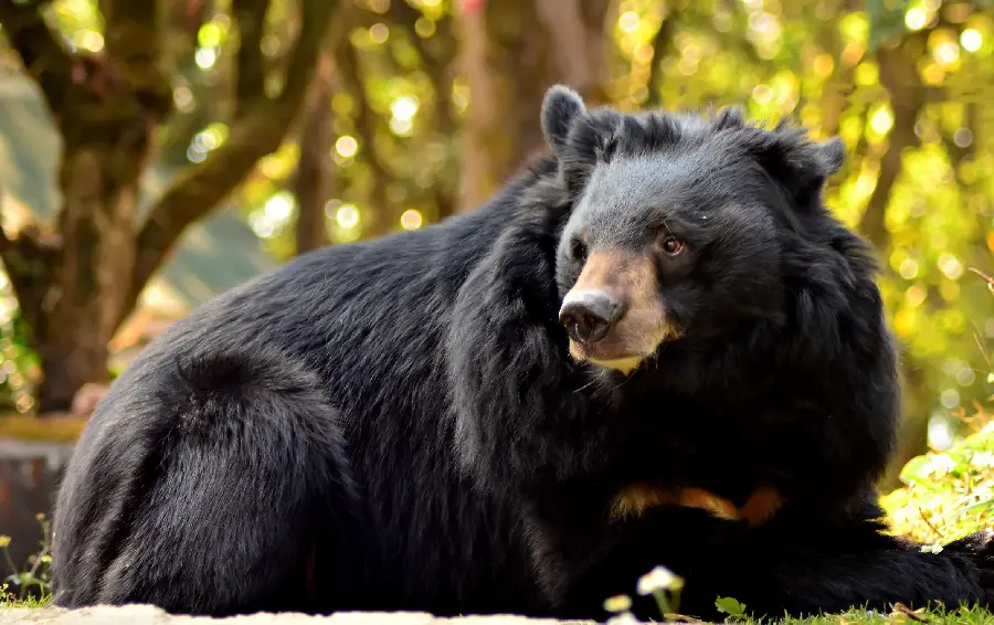 Very Good HD Quality Background of Asiatic Black Bear