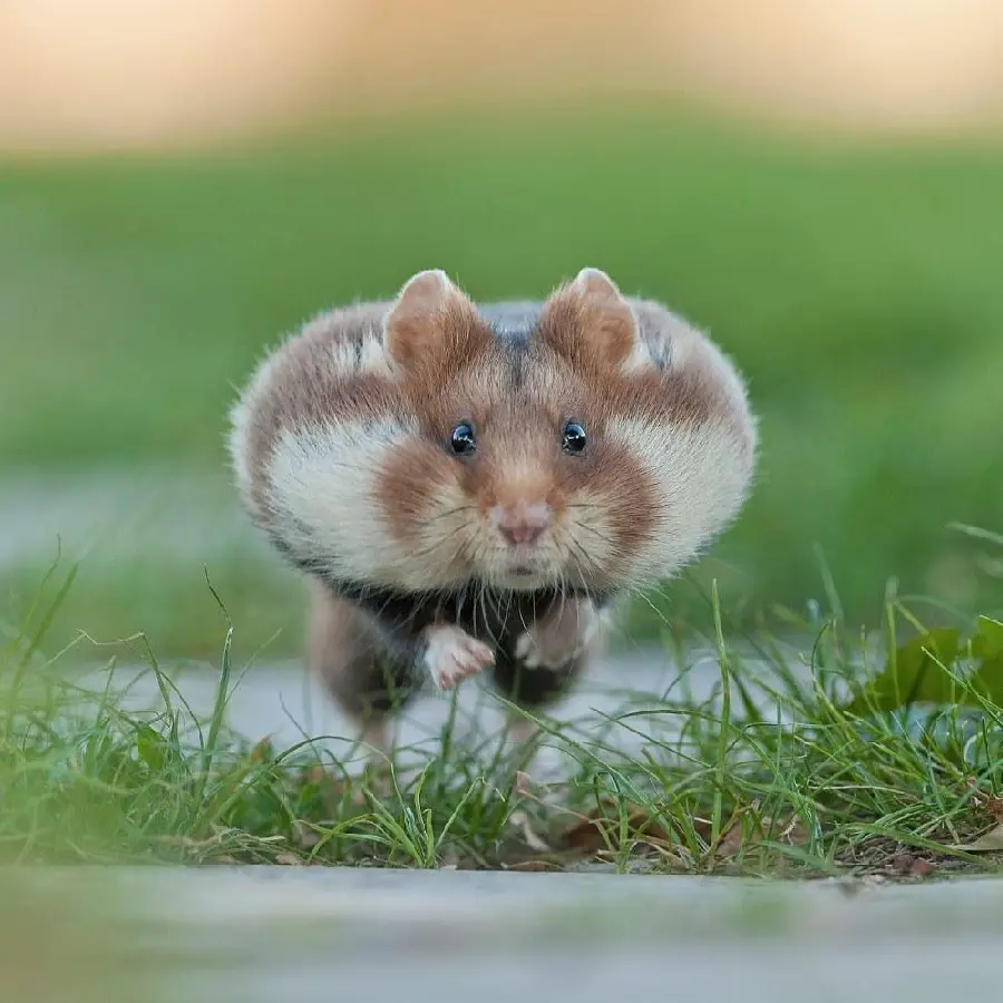 Hamster jumping background
