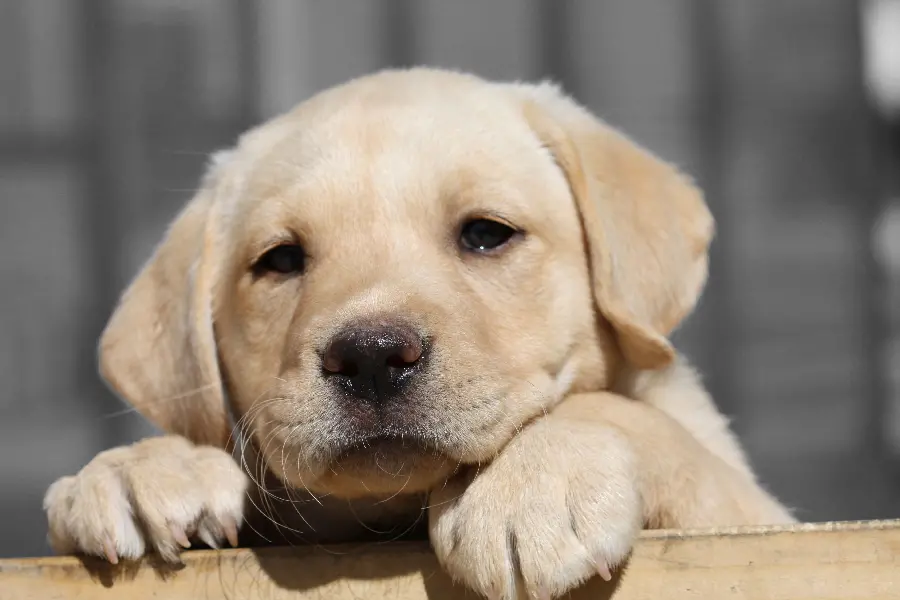 Labrador Retriever Profile Picture for Virtual Networks 