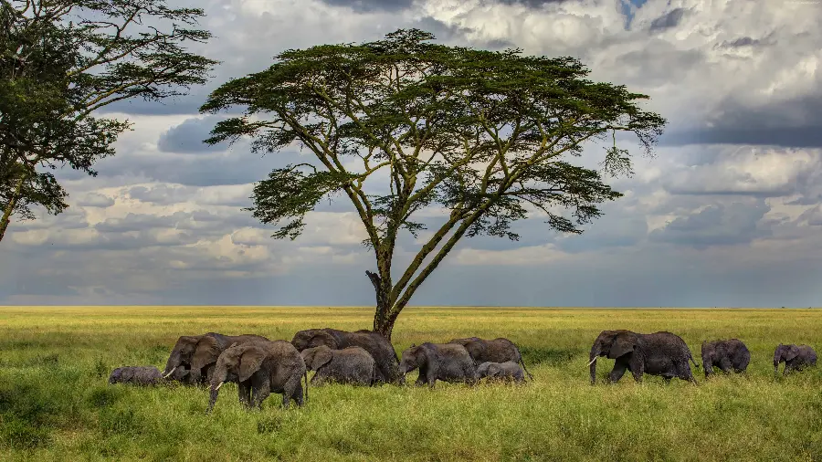 Stock photo taken of a herd of elephants in the forest for animal lovers