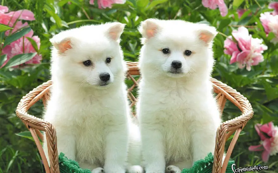Most viewed background of American Eskimo puppies