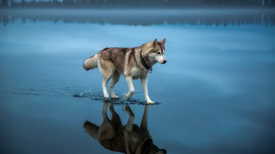 Spectacular red husky wallpaper for wall poster printing