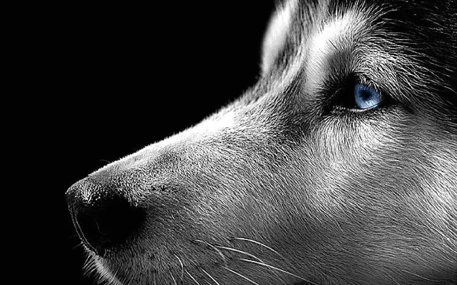 Very beautiful profile photo of a husky dog ​​for desktop wallpaper