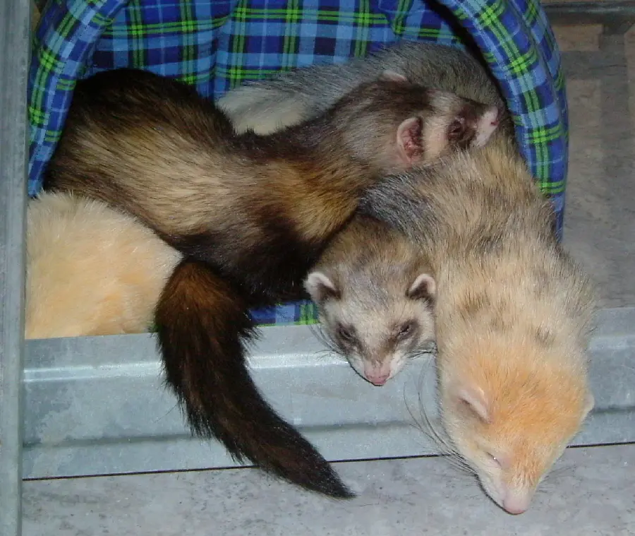 Download image taken from real otters under protection