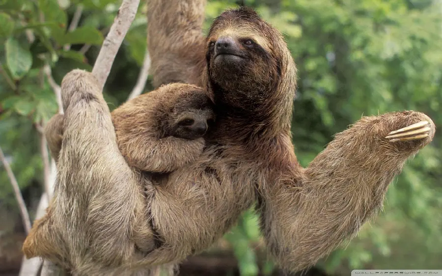 Laptop background for sloth lovers