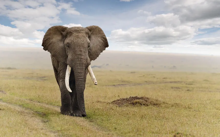 Download stock photo taken of an elephant alone in the grasslands and desert