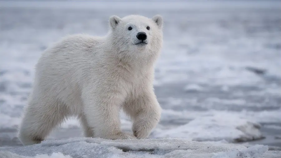 Beautiful Background for Laptop of a Polar Bear Cub