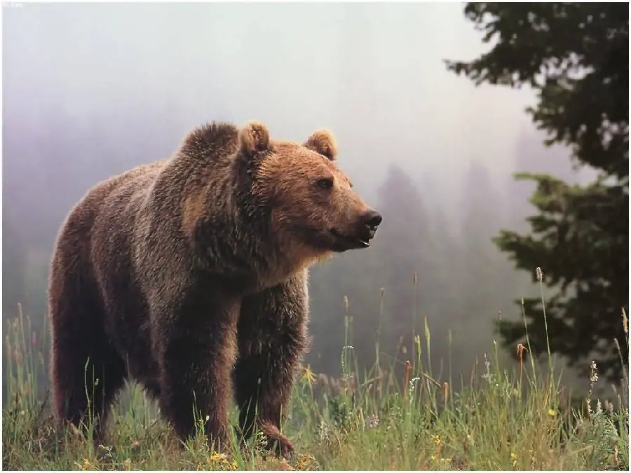 Background Photo of Frightening of an adult grizzly bear