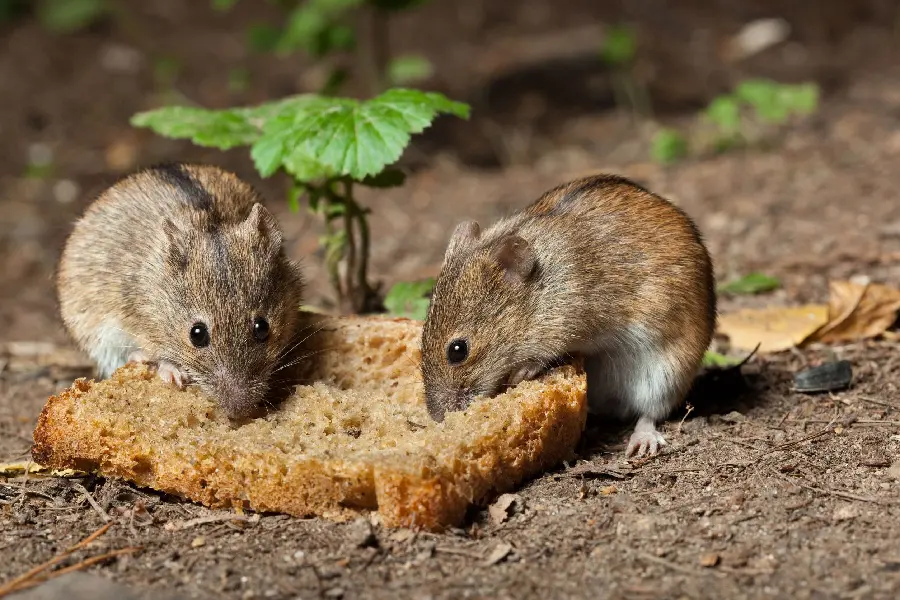 Stock image of a number of mice in the forest eating