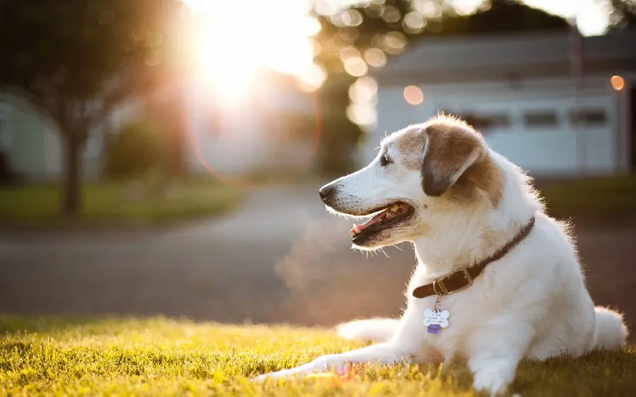 Beautiful dog background image with stunning 4K background