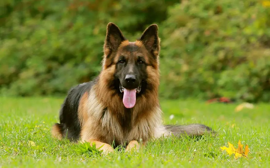 Stylish and attractive background of the German Shepherd Rex dog