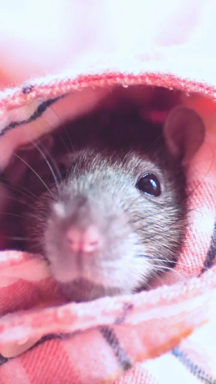 Baby mouse wrapped in a blanket from the most beautiful and delicious pictures of animals