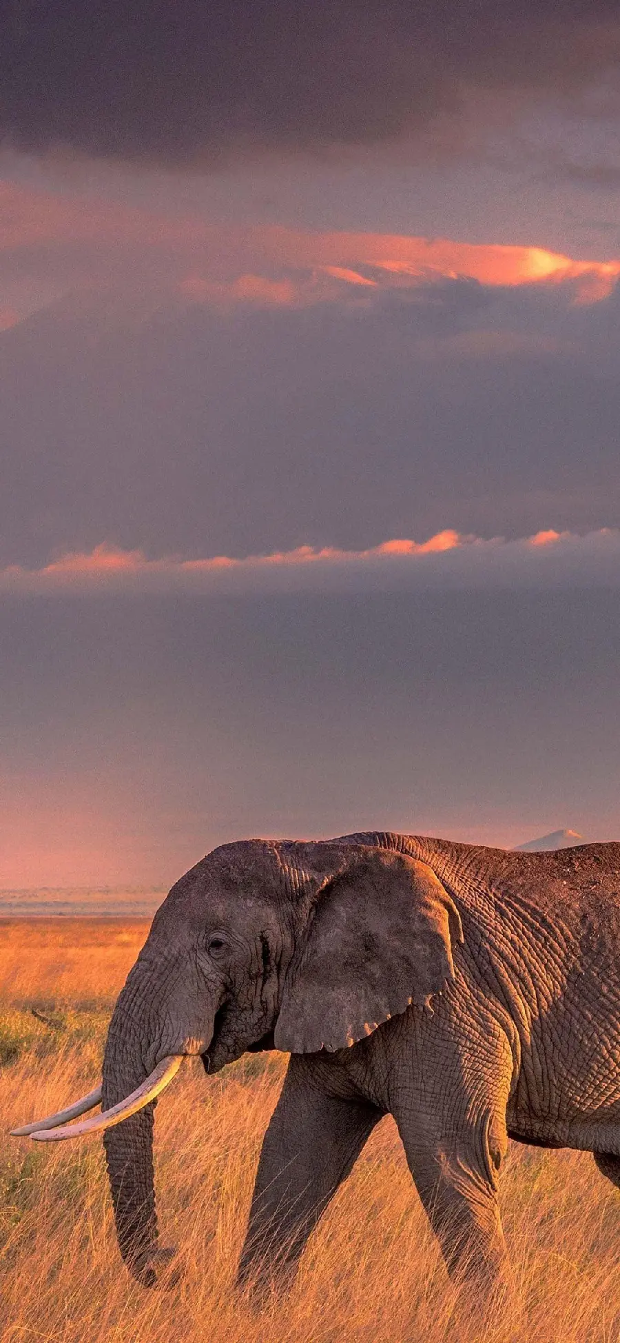 The most special photo of an old elephant walking at sunset with quality for wallpaper