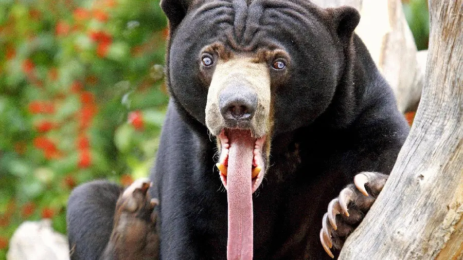 Free Download of the Most Attractive Images taken of wild bears HD