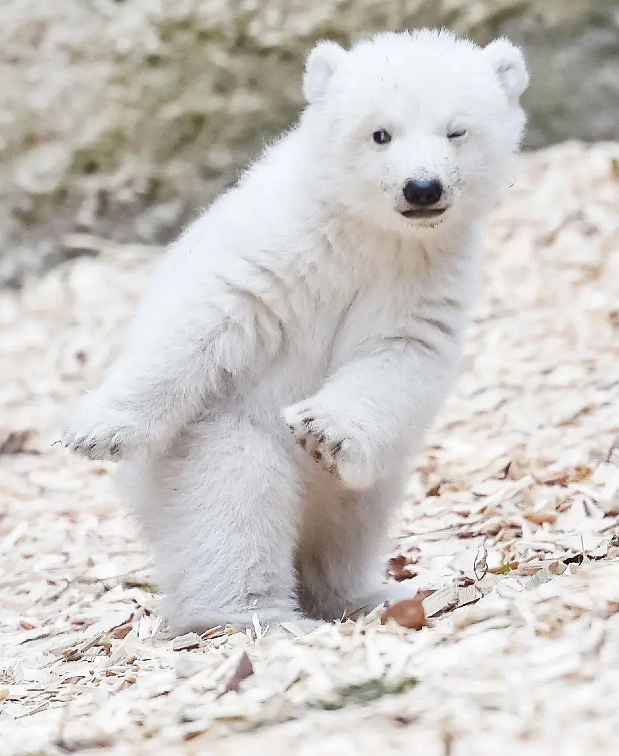 Download HD wallpaper for tablet of a polar bear cub